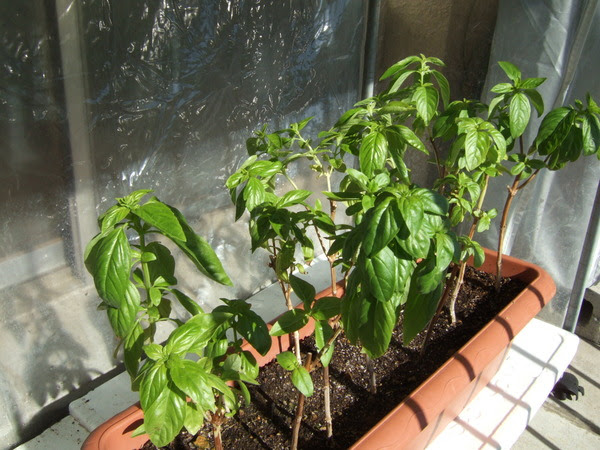 ベランダ菜園 バジルが越冬か