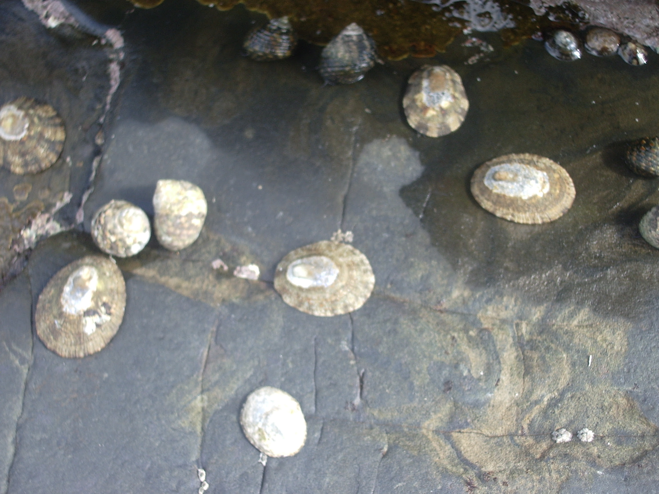 ビーグル号 冒険の旅にでかけよう ベッコウガサはのんびり動く
