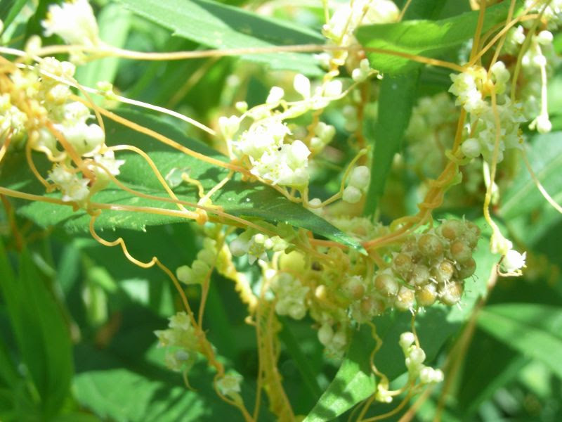 つる植物一覧