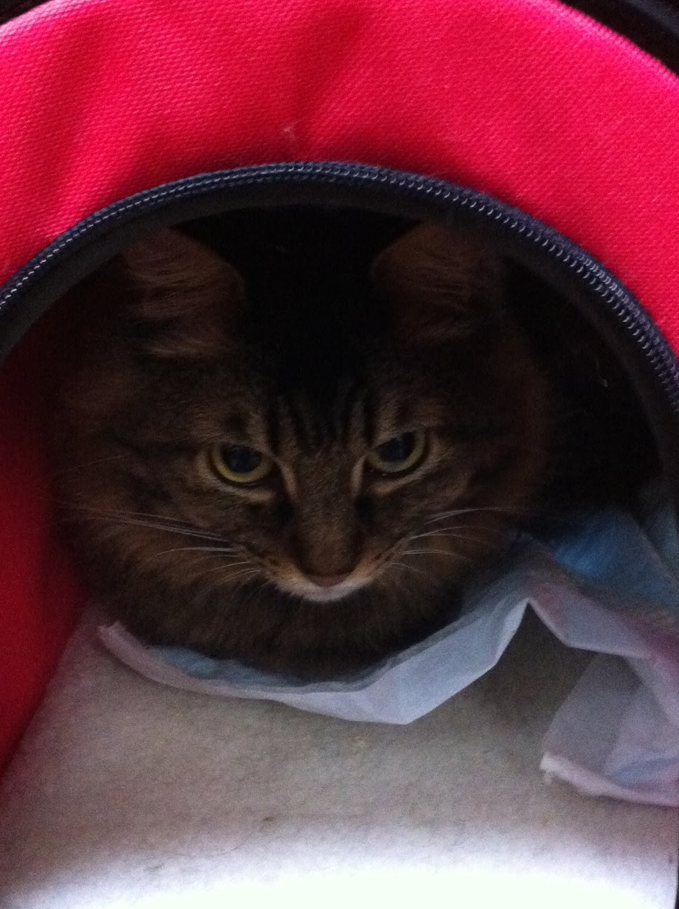 10:猫を新幹線に乗せる！  ☆移住時代がやってきた☆ 東京から初めて 