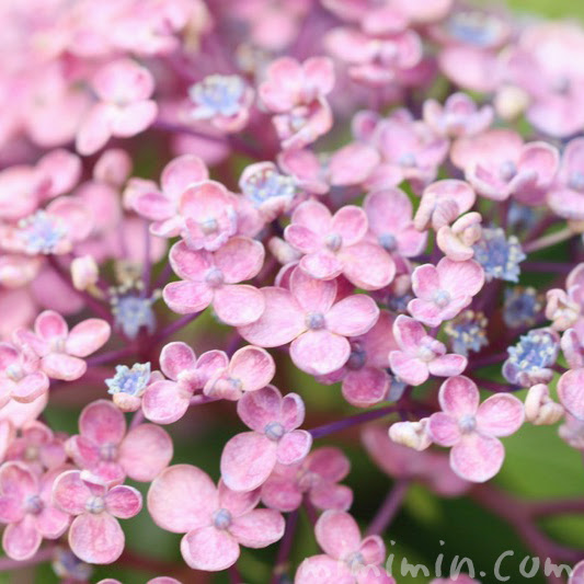 ウズアジサイ オタフクアジサイ の花の写真 名前の由来 みみみんブログ