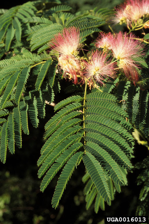 Plant Details Tennessee Invasive Plant Council