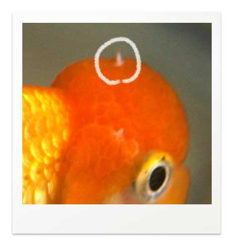 白点病の見分け方と治療法 写真で比べる白点病と間違いやすい症状 金魚飼育マニュアル 木苺共和国
