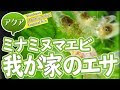 ++ 50 ++ ミナミヌマエビ 餌��する 348380-ミナミヌマエビ 餌にする