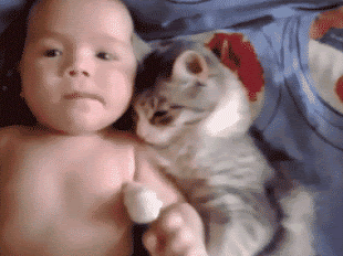 Resultado de imagem para gifs bebês e gato