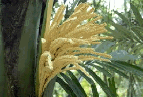 bunga kelapa DarianaHobbies bunga kelapa DarianaHobbies