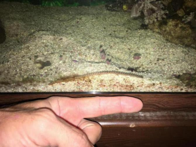 Click image for larger version Name: IMG_8522_1501293393716.jpg Views: N/A Size: 49.6 KB ID: 159969