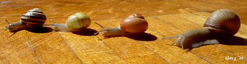 snail race