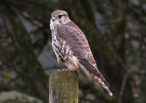 Merlin, Newton Marsh