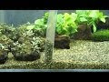 画像 メダカ 水槽 掃除 魚 127006