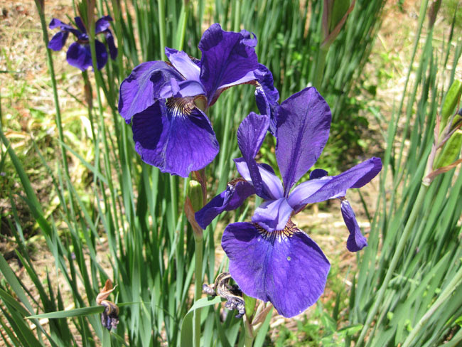 信州のあやめ 花菖蒲スポット 信州いざない街道的歳時記