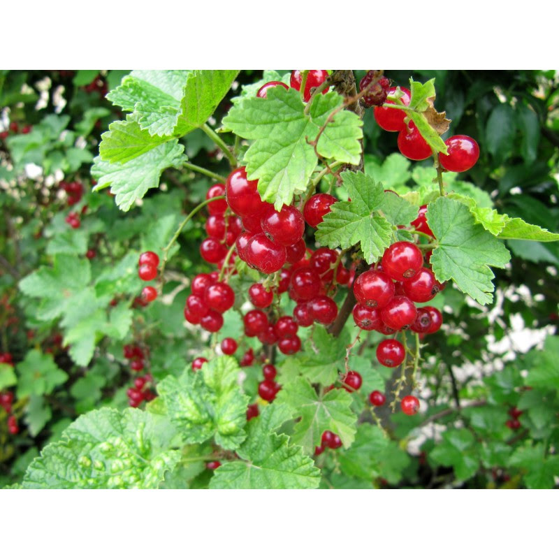 haie delicieuses fruits rouges