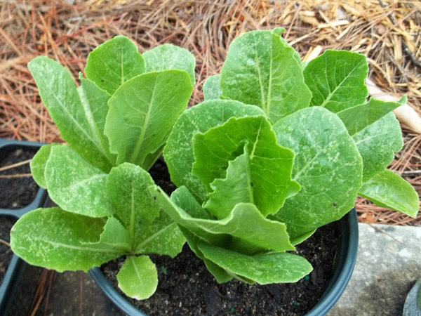 7-salad-vegs-that-we-can-grow-in-garden-1