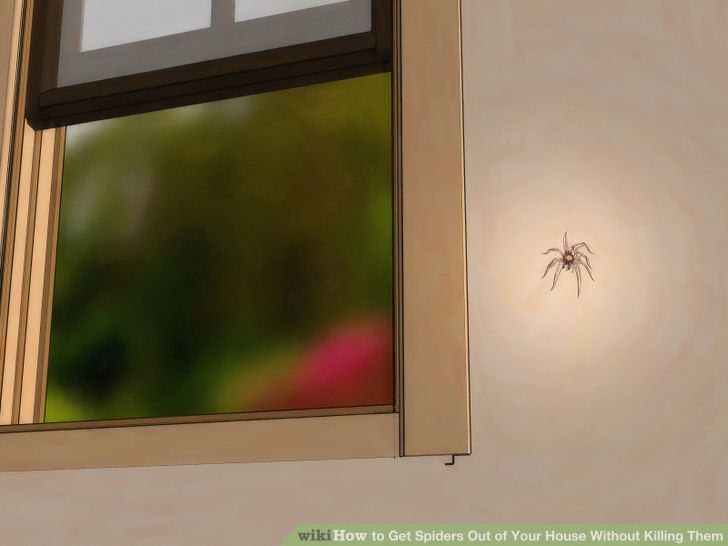 Get Spiders Out of Your House Without Killing Them Step 1 Version 3.jpg