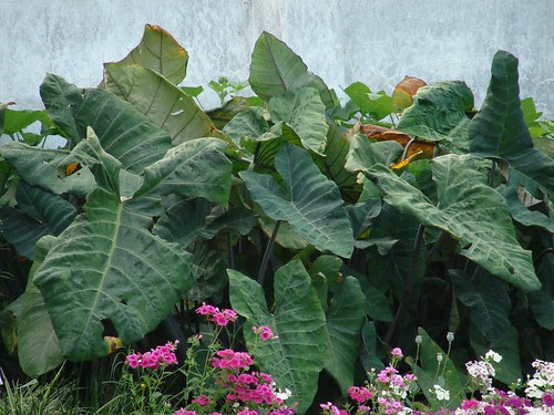 Elephentra - The Giant Green Leaves