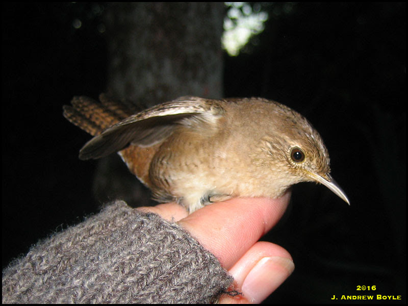 House Wren