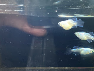 青蝶ヒカリ ドラゴンブルー めだか屋悠遊