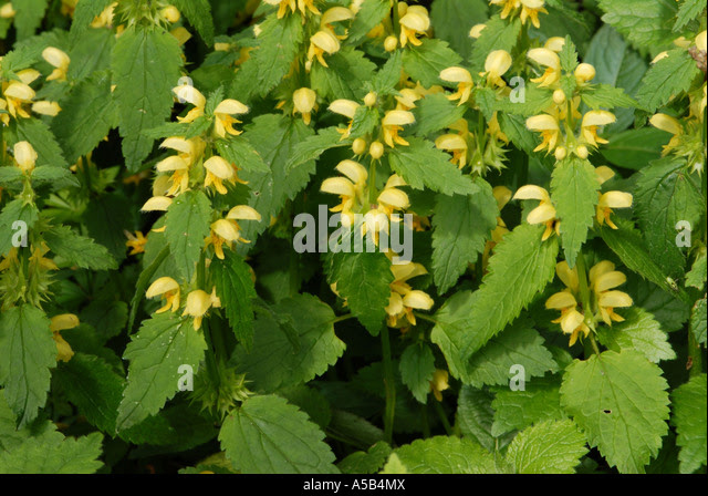 yellow archangel flowers and vegetation a5b4mx
