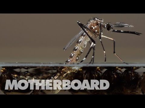 How Scientists Are Fighting a Zika Outbreak in the US