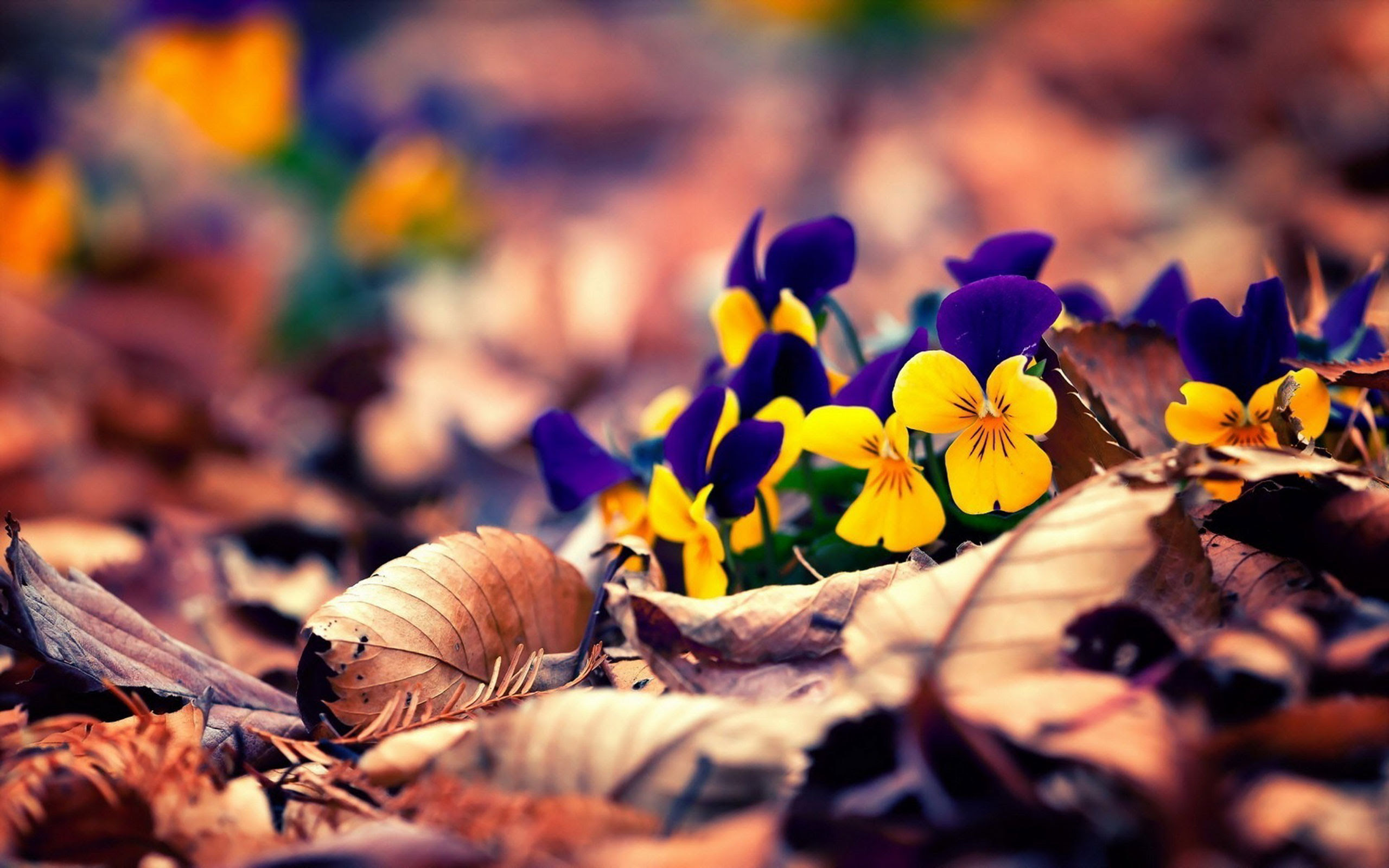 HD Wallpapers For Windows 10