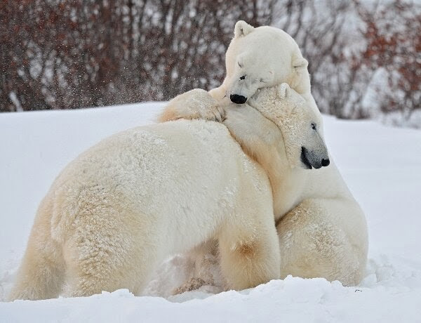 Funny animals of the week - 17 January 2014 (40 pics), polar bears in the snow hugging