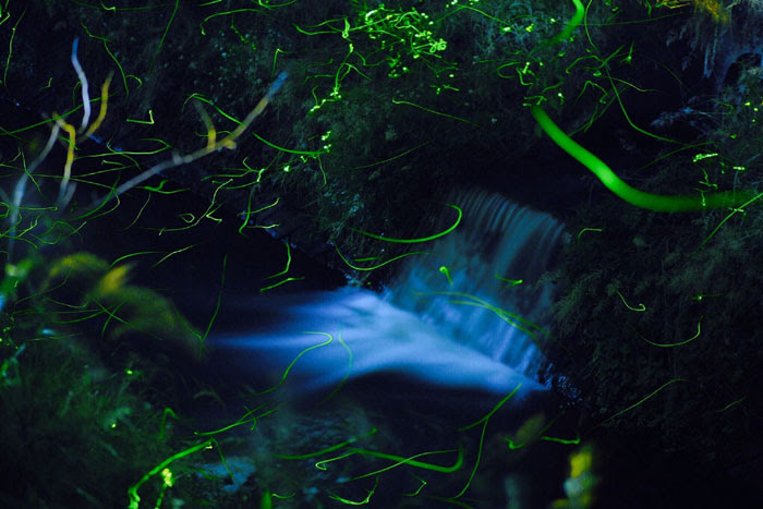 昆虫シリーズ 日本の夏を美しく彩る ホタル あきた森づくり活動サポートセンター