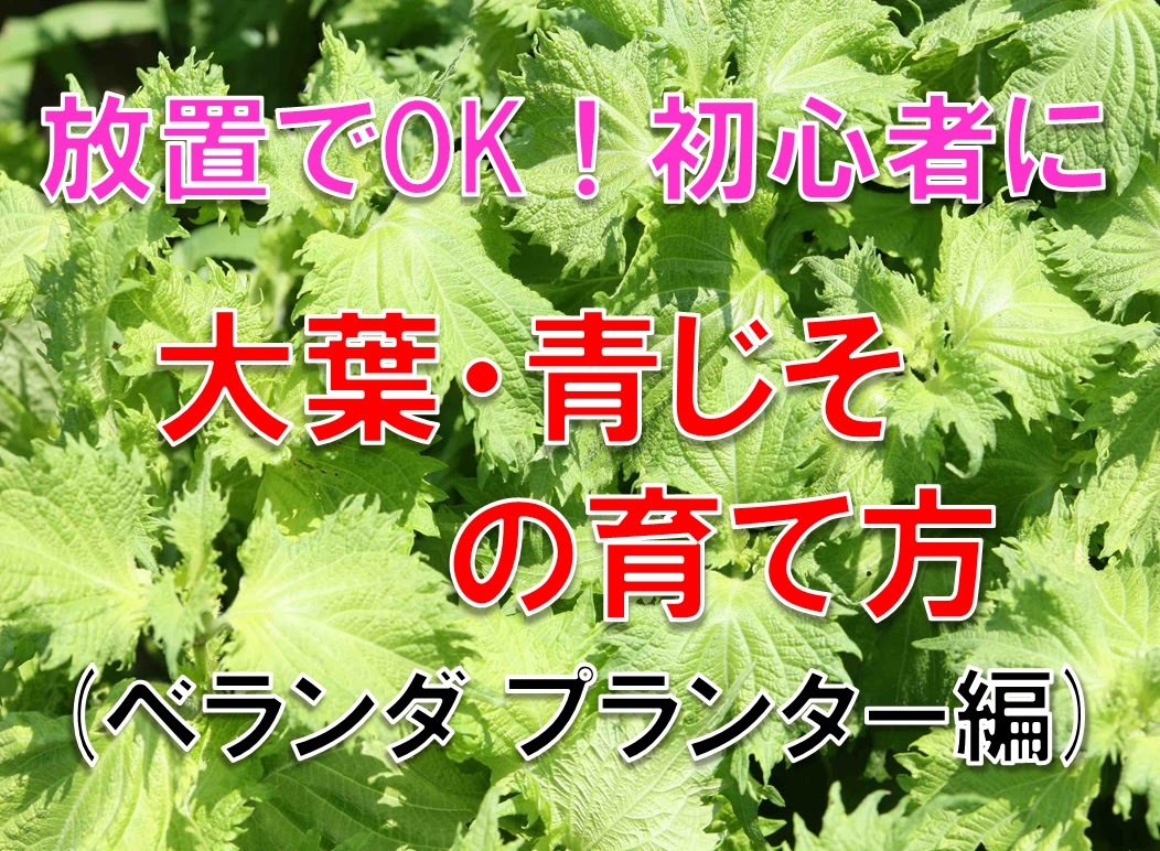 基本放置でok 初心者 大葉 青じその育て方 プランター編 知っトク ナビたん