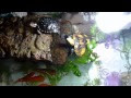 亀 メダカ 混泳 652629-亀 メダカ 混泳