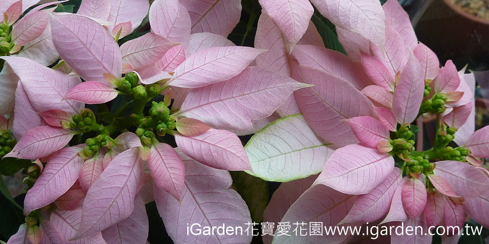 第701回花謎擂台 | iGarden花寶愛花園