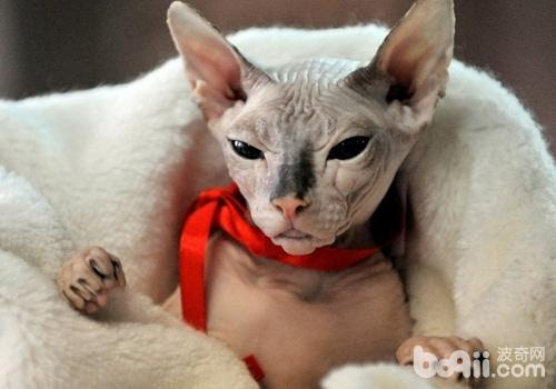 猫咪养护误区之加拿大无毛猫真的没有毛 成猫饲养 波奇网百科大全