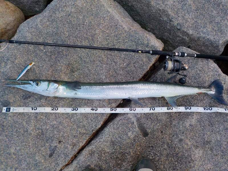 新鮮なディアルーナ S1006m インプレ すべての魚の画像