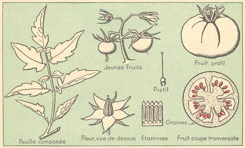 tomate