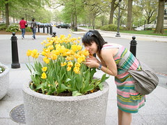 Obsessed with DC tulips