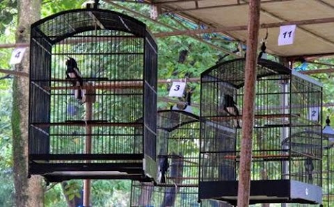 cara membuat sangkar burung jalak