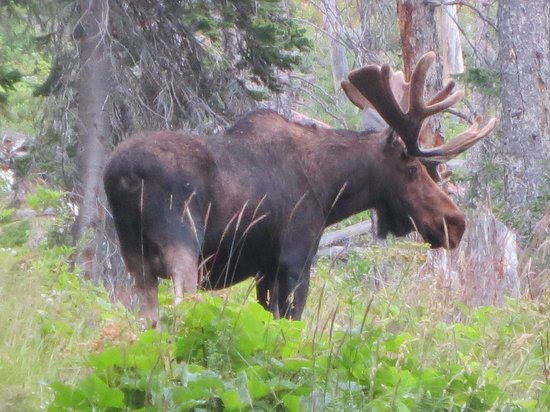 Gros Ventre Campground: Moose eating on the Jenny Lake Loop Trail