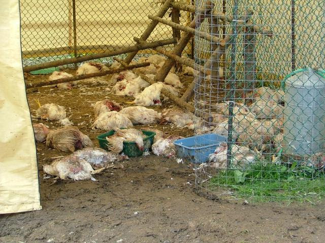 chicken-coops-and-gardens-arou - BackYard Chickens Community