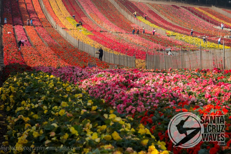 The Beautiful Fields Where The Begonia Festival Flowers Are Picked Santa Cruz Waves