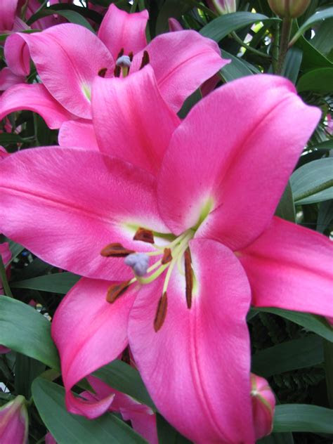 Home outdoors garden our brands we are no longer supporting ie (internet explorer) as we strive. 'Tree like' Lily Collection (Pack of 12 Bulbs) from the