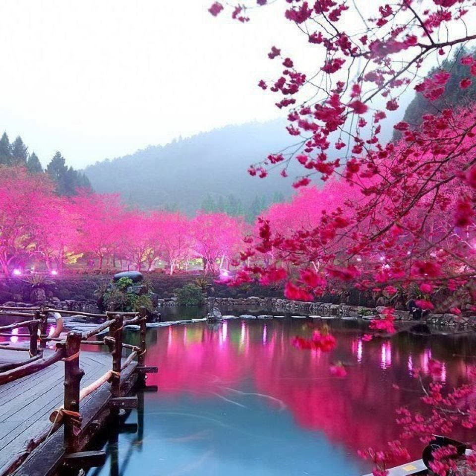 Cherry Blossom Lake Sakura Japan pics Cherry Blossom Lake Sakura Japan pics