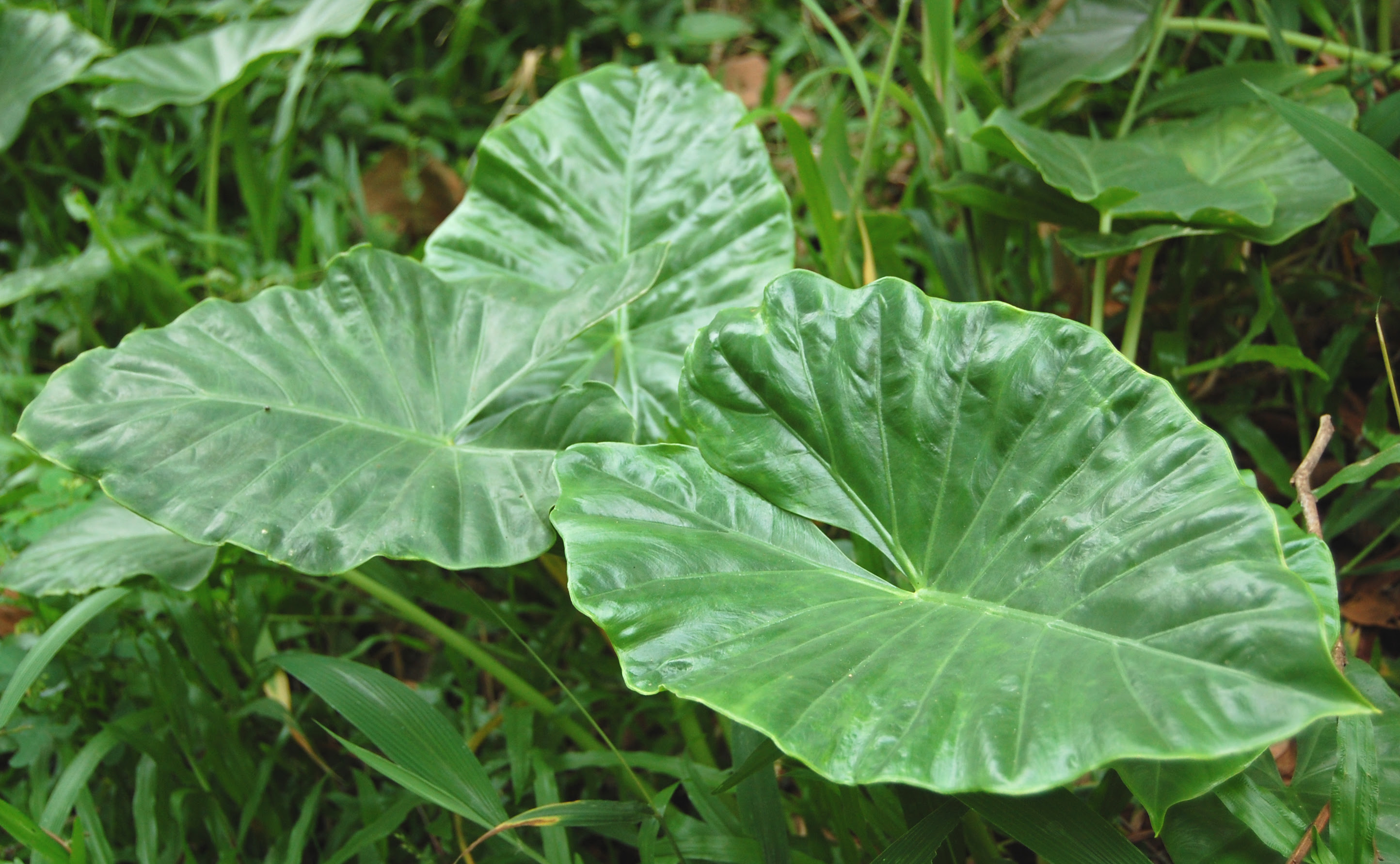 Gambar Talas jpg Wikip dia Gambar Talas jpg Wikip dia