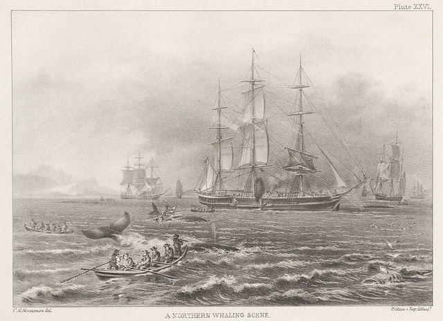 whaling - whales - sea mammals - cetacea