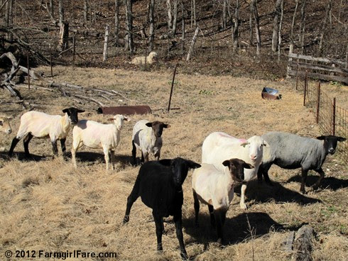 2012 Sheep shearing day 42 - FarmgirlFare.com
