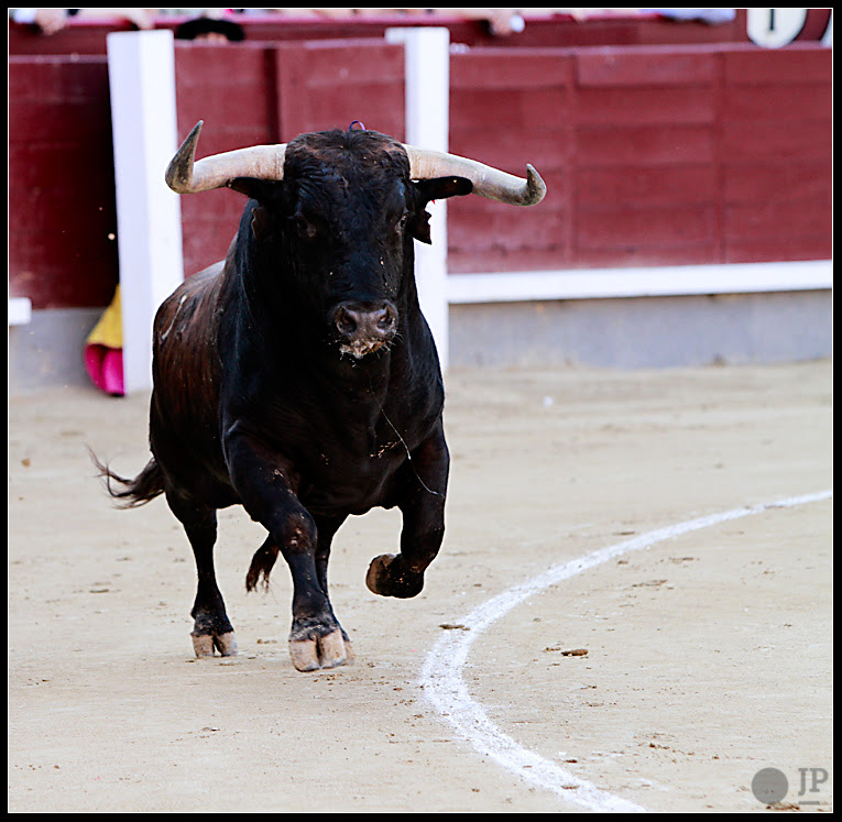 toro-de-samuel-flores-2
