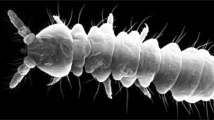 Anurida stereoodorata