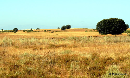 paramera