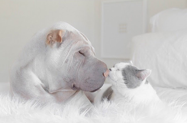 超仲良しわんことにゃんこ ラブラブなシャーペイ犬と猫の画像