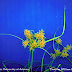 Yellow Nutsedge Seed Head - Rhizomes radiate from the main plant, ending in bulbs or tubers, which may produce new plants.