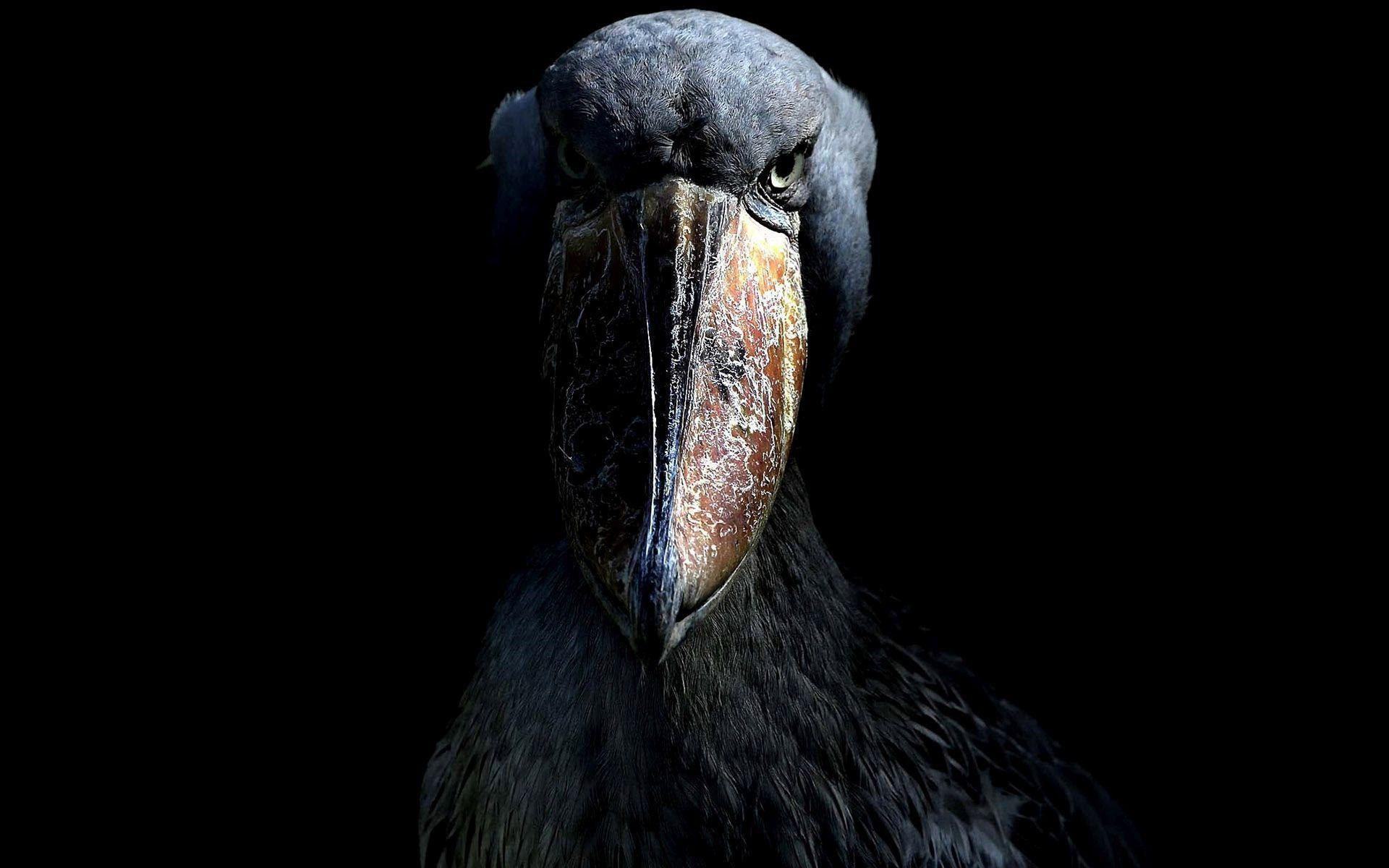 Hd Shoebill In The Shadows Wallpaper Download Free