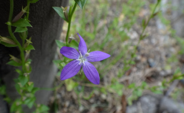 コレも帰化植物 紫の大きい花と小さい花 極にゃみ的日常
