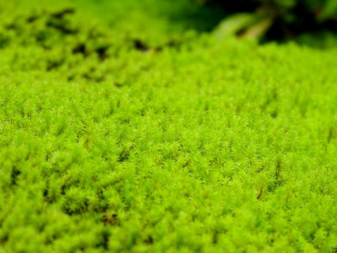 苔の図鑑 スナゴケとは 砂苔 ギボウシゴケ科 苔園芸の情報サイト 苔日和 こけびより
